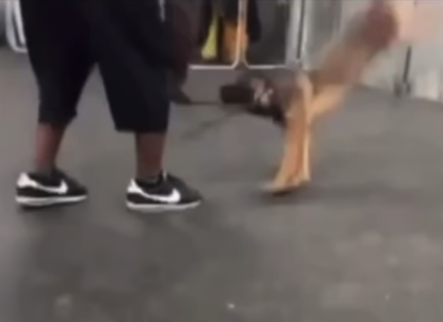 Man slamming dog on ground