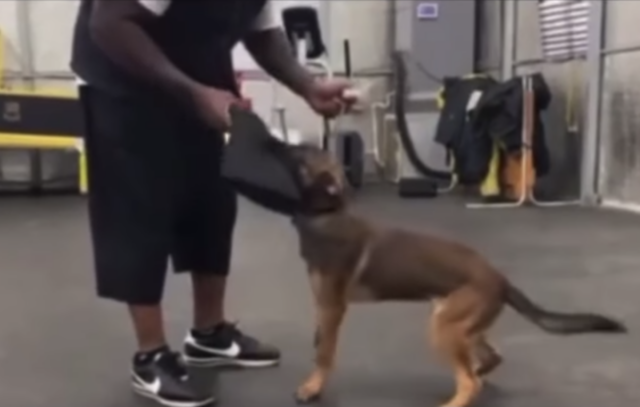 man training dog