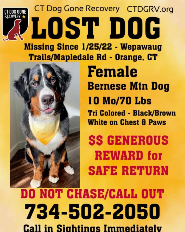Missing Bernese Mountain Dog Poster