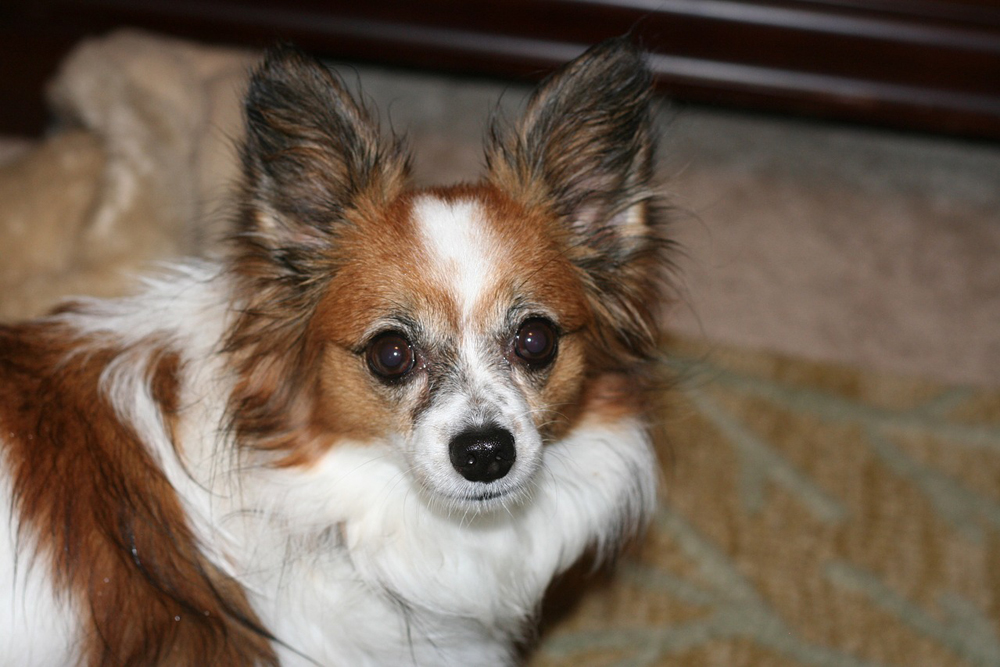 Why is my Papillon so big? Do you guys think he's mixed? 18lbs : r/papillon