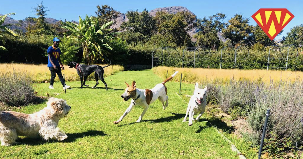 Pet hotel outdoor dog run