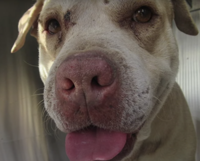 Pit Bull saved from cinderblock