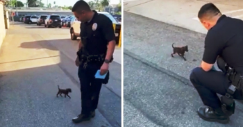 Tiny Puppy Stumbled On Road After Being Dumped Chases Cop And Begged To Be  Noticed