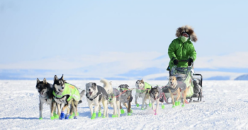 Sled dogs hit by snowmobile