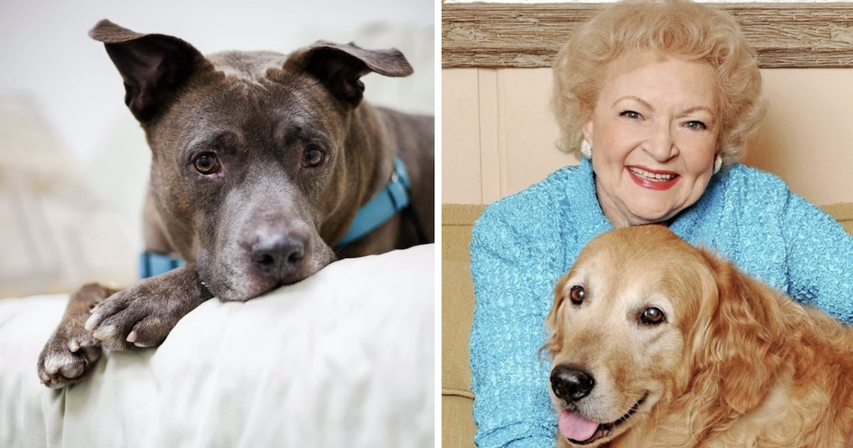 Spike adopted during Betty White Challenge