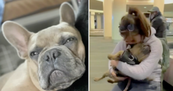 Stolen Frenchie Reunited with Human