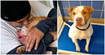 Titus the Pit Bull