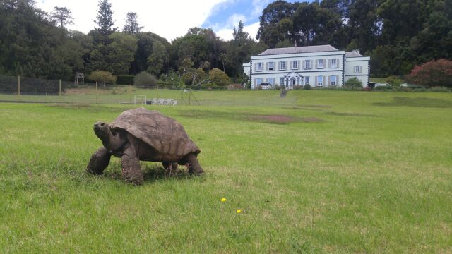 Tortoise at plantation house