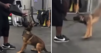 Trainer abusing puppy