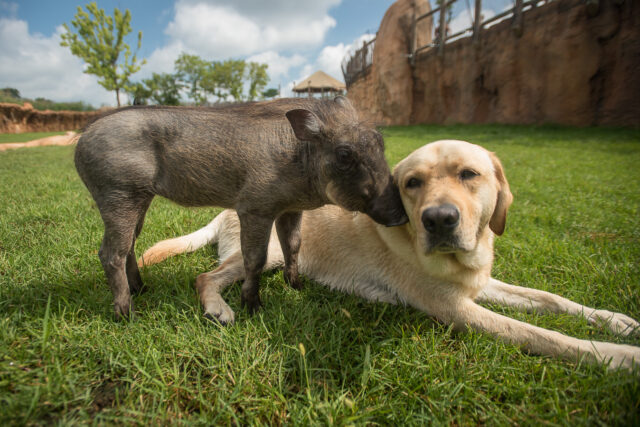 Warthog kissing Labrador Retriever