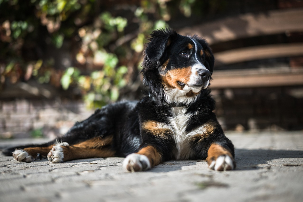 6 Remedies & Supplements For Your Bernese Mountain’s Diarrhea, Gas, Vomiting, or Upset Stomach