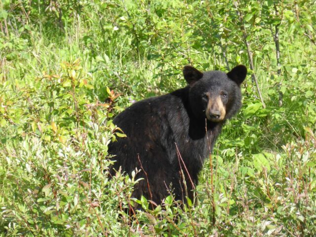 Black Bear