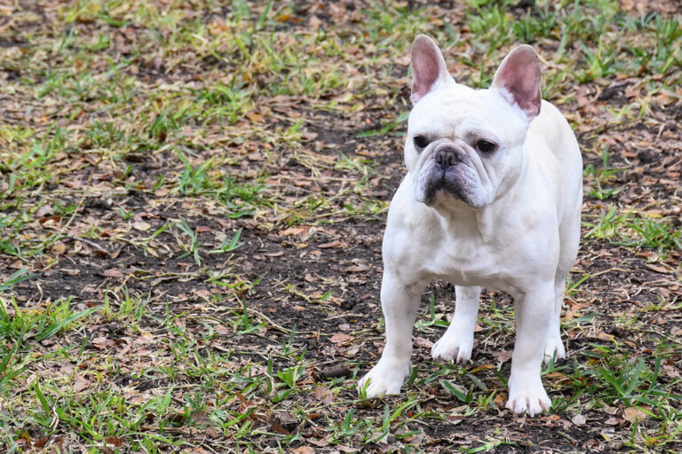 6 Remedies & Supplements For Your French Bulldog’s Diarrhea, Gas ...