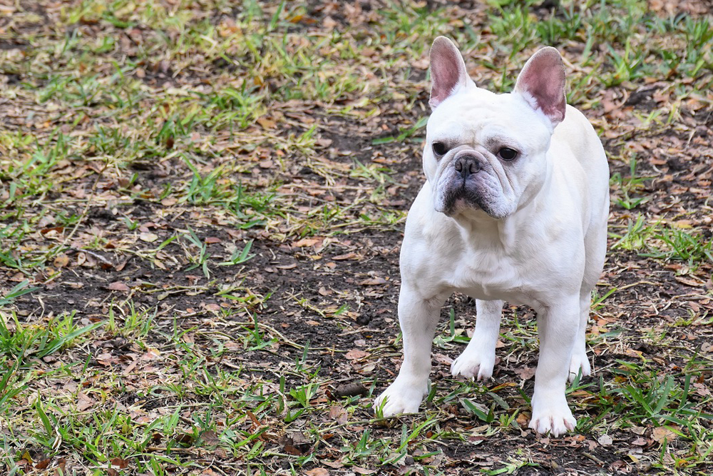 what can I give my french bulldog for an upset stomach?