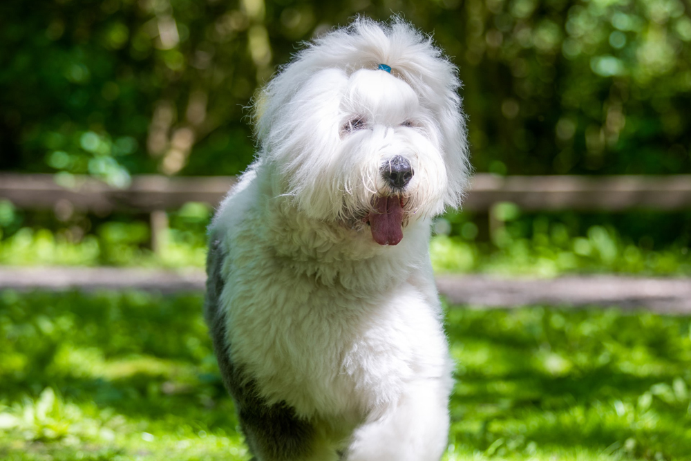 6 Remedies & Supplements For Your Old English Sheepdog’s Diarrhea, Gas, Vomiting, or Upset Stomach