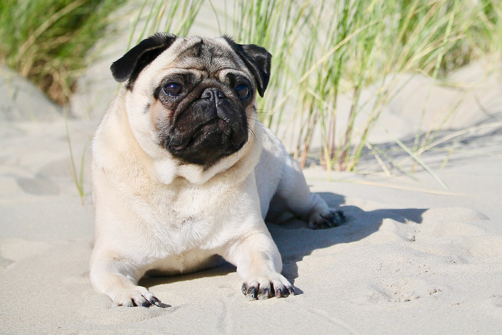 CBD for Pugs: 5 Vital Things To Know Before Giving Your Pug CBD Oil or CBD Treats