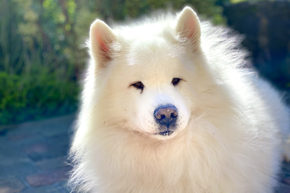 CBD for Samoyeds: 5 Vital Things To Know Before Giving Your Samoyed CBD Oil or CBD Treats