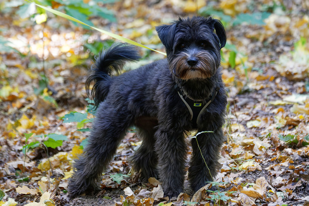 CBD for Schnauzers: 5 Vital Things To Know Before Giving Your Schnauzer CBD Oil or CBD Treats