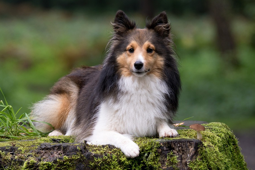 CBD for Shelties: 5 Vital Things To Know Before Giving Your Sheltie CBD Oil or CBD Treats