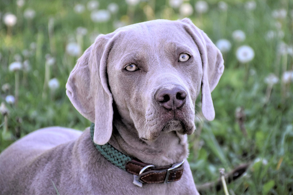 6 Remedies & Supplements For Your Weimaraner’s Diarrhea, Gas, Vomiting, or Upset Stomach