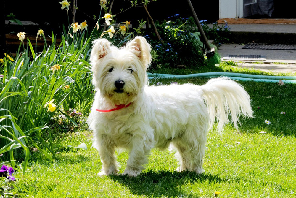 6 Remedies & Supplements For Your Westie’s Diarrhea, Gas, Vomiting, or Upset Stomach