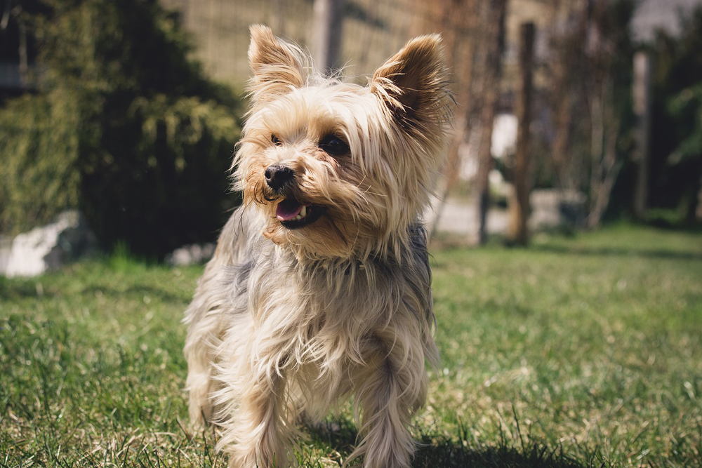 6 Remedies & Supplements For Your Yorkie’s Diarrhea, Gas, Vomiting, or Upset Stomach