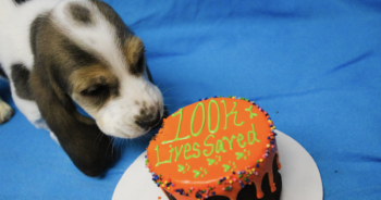 Austin Pets Alive Saves 100K Animals