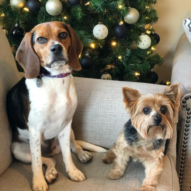 Beagle and Yorkie Christmas photo