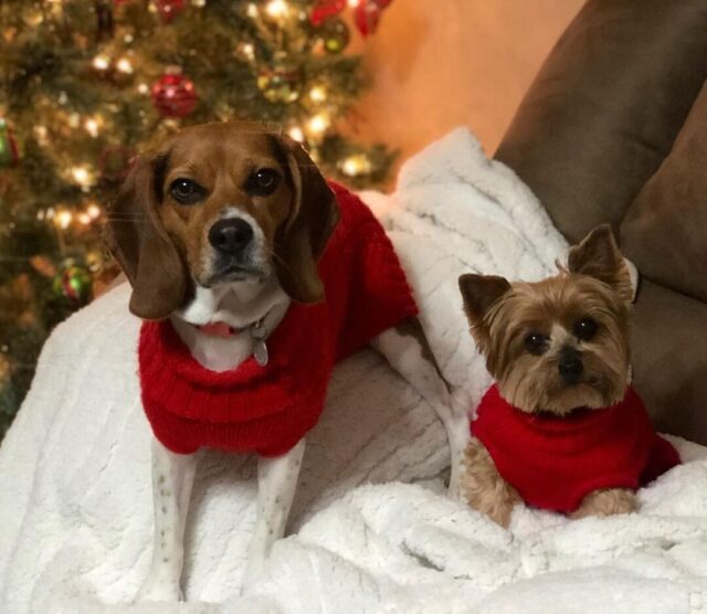 Beagle and Yorkie matching sweaters