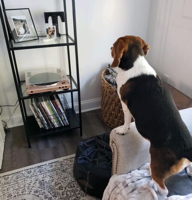 Beagle looking at memorial photo