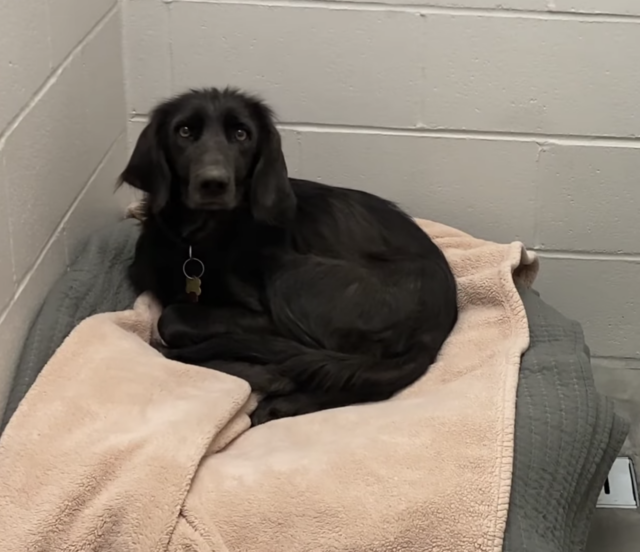 Black dog at shelter