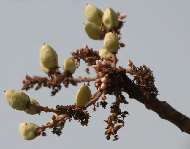 Boswellia serrata plant