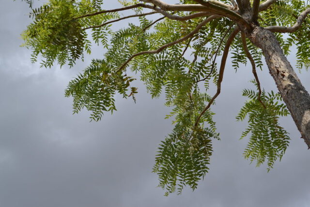 Boswellia serrata tree