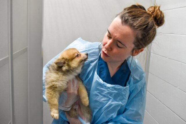 Caring for puppy mill survivor