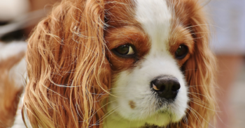 Cavalier breeding ban Norway