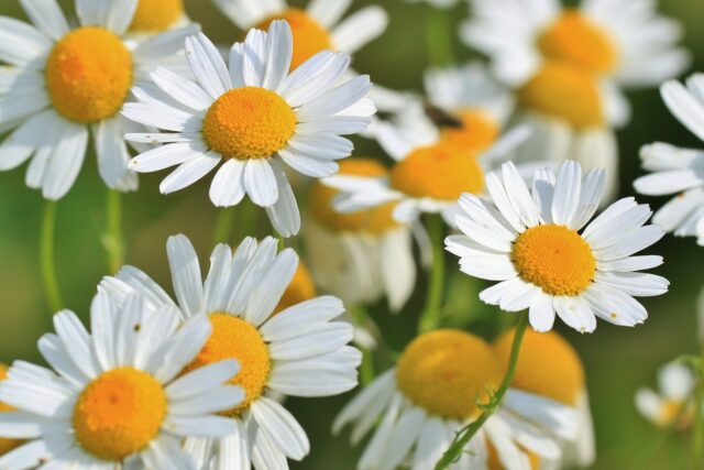 Chamomile flowers zoomed in