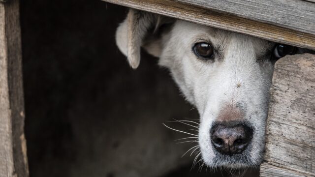 Dog hiding under deck