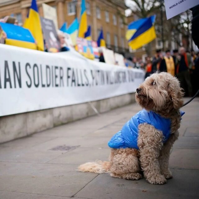 Dog in Ukraine