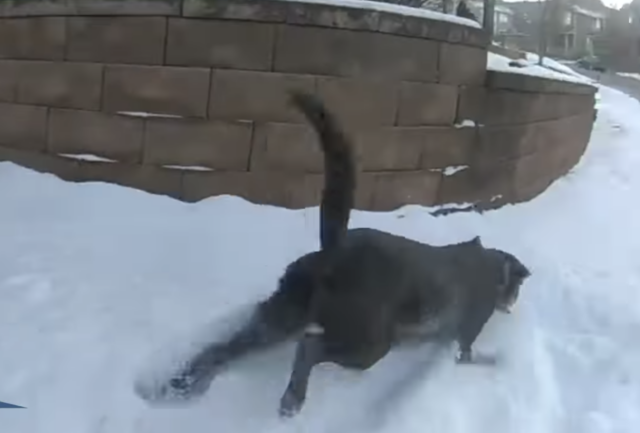 Distressed dog jumps into snow
