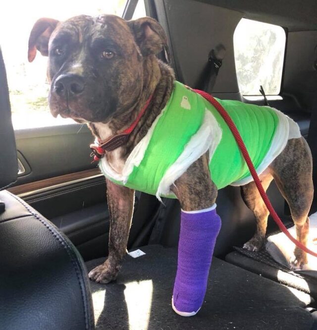 Dog recovering from burns