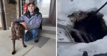 Dog rescued from icy sinkhole