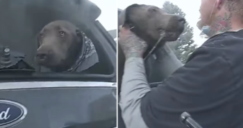 Dog saved from burning car