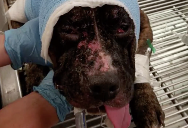 Dog survives intentional fire