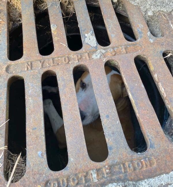 Dog trapped in storm drain