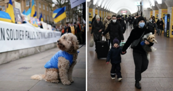 Dogs evacuating Ukraine
