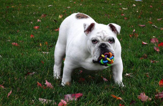 English Bulldog holding toy