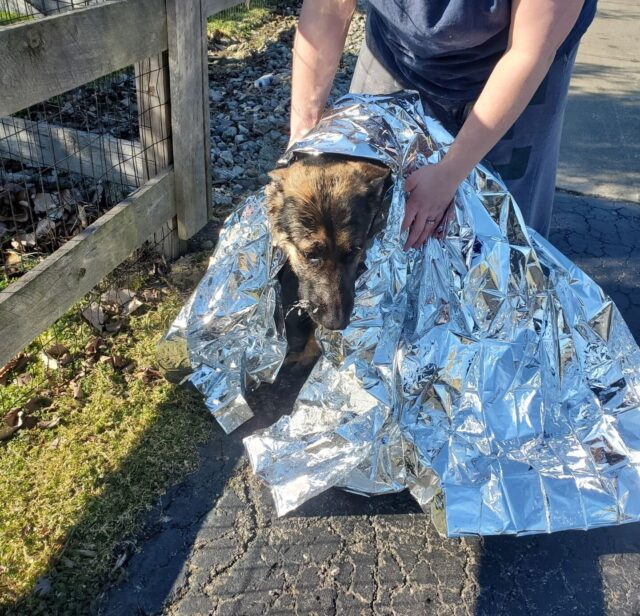 German Shepherd rescued from ice