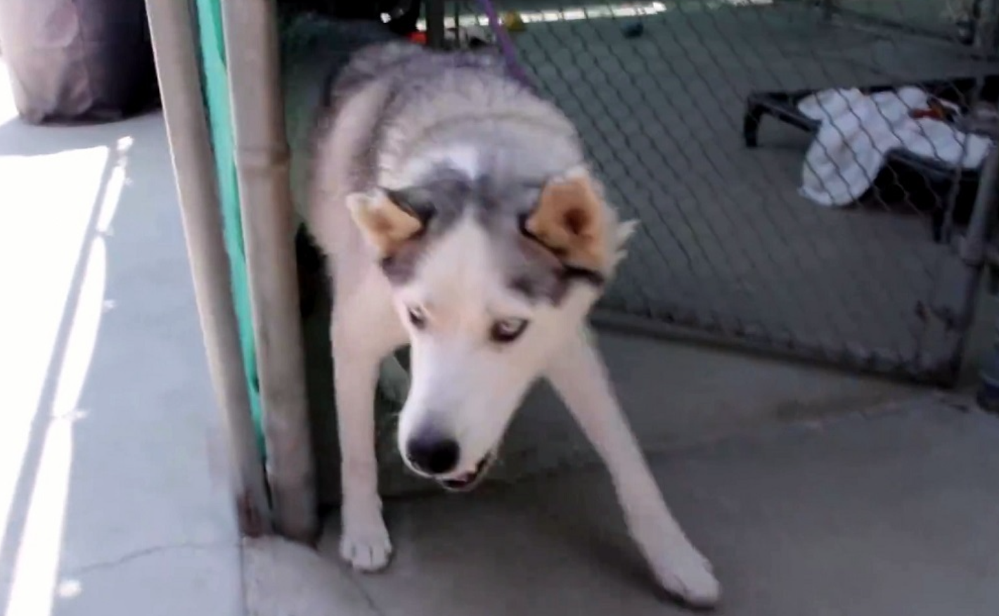 Nate the Husky