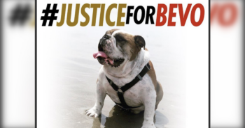 Justice for Bevo