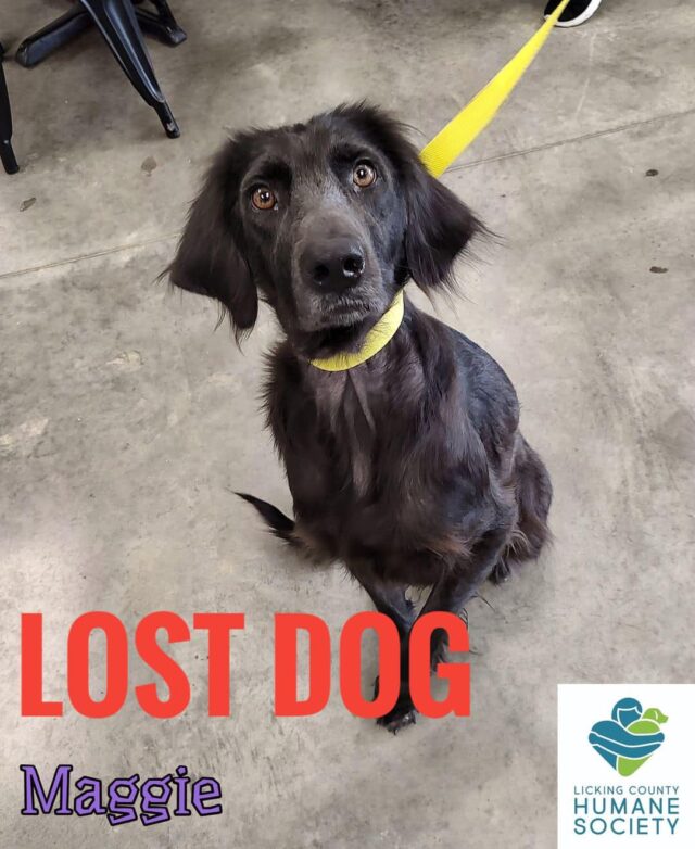 lost rescue dog Maggie